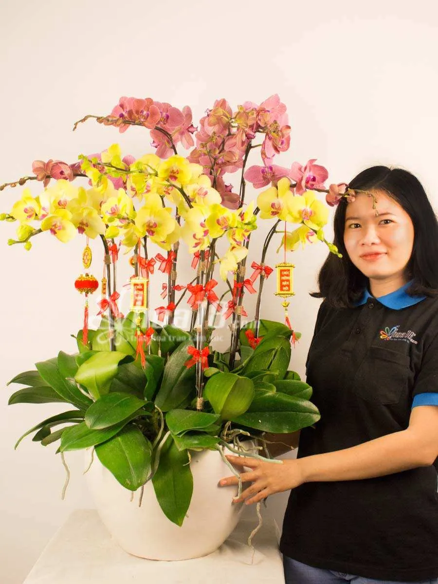 Chậu hoa lan hồ điệp vàng rực rỡ, được trình bày trang trọng, là thành quả của cách chăm hoa lan hồ điệp lâu tàn đúng kỹ thuật