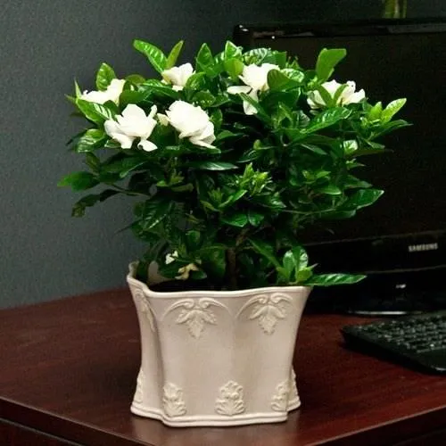 Chậu hoa nhài trắng tinh khôi đang nở rộ, thể hiện vẻ đẹp thanh thoát của cây bonsai