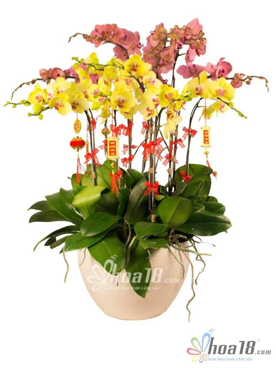 Chậu lan hồ điệp trang nhã, minh họa cho chất lượng và vẻ đẹp bền bỉ đạt được nhờ cách chăm hoa lan hồ điệp lâu tàn đúng chuẩn