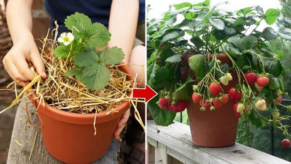 Che phủ đất khi trồng cây dâu tây