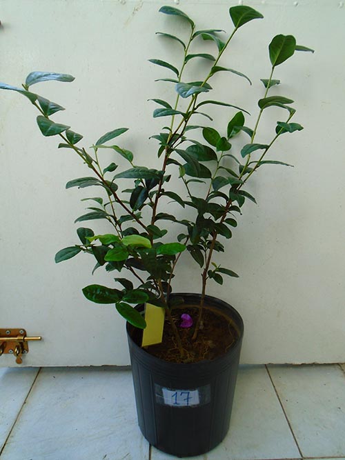 Cách Trồng Cây Chè Xanh Trong Chậu Chi Tiết Tại Nhà Phố