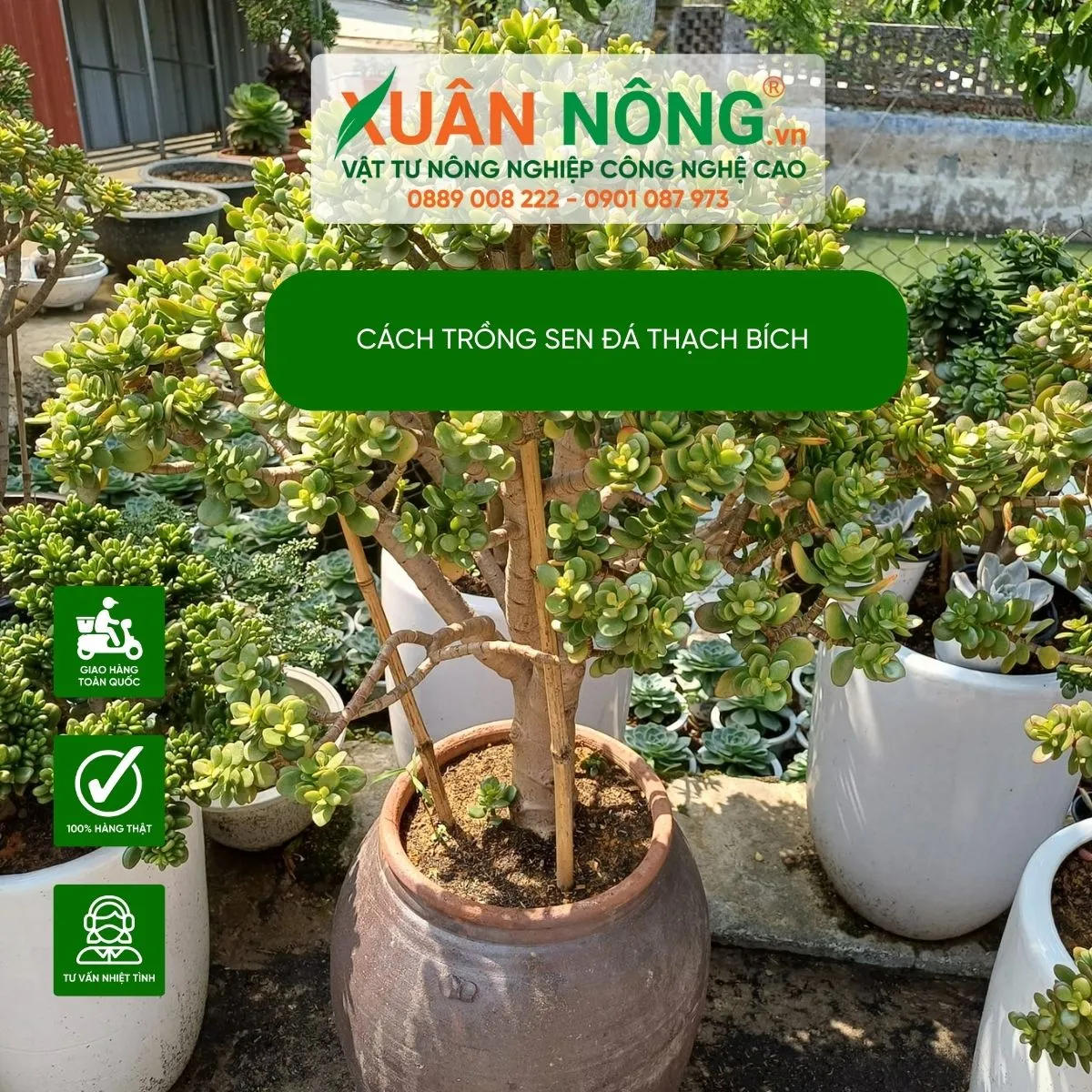 Chi tiết cách chăm sóc sen đá thạch bích để kích thích ra hoa rực rỡ