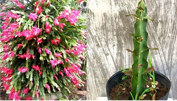 Chi tiết hình ảnh cây lan càng cua đã được nhân giống