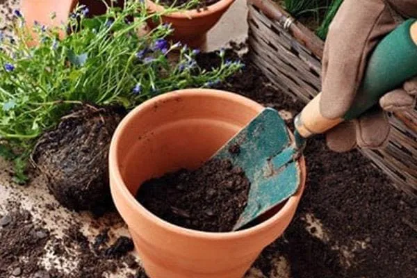 cho đất trồng cây cảnh vào chậu