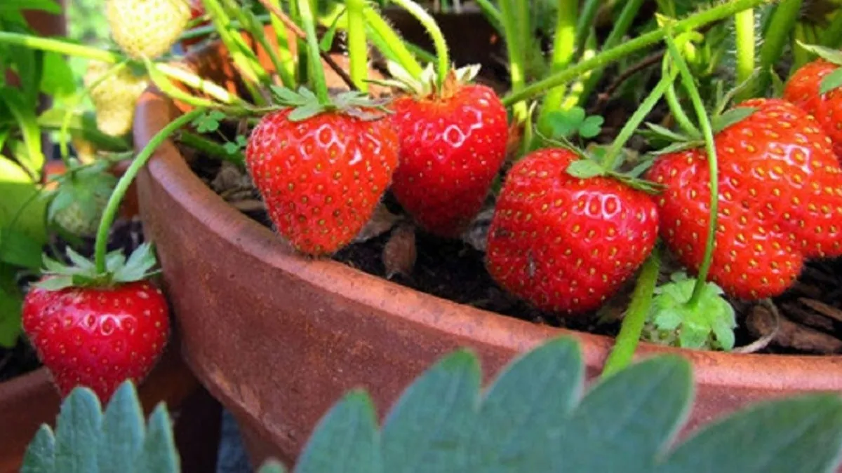 Chọn chậu trồng dâu tây