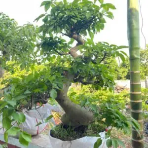 Chọn Giống Cây Táo Ta Khỏe Mạnh, Năng Suất Cao