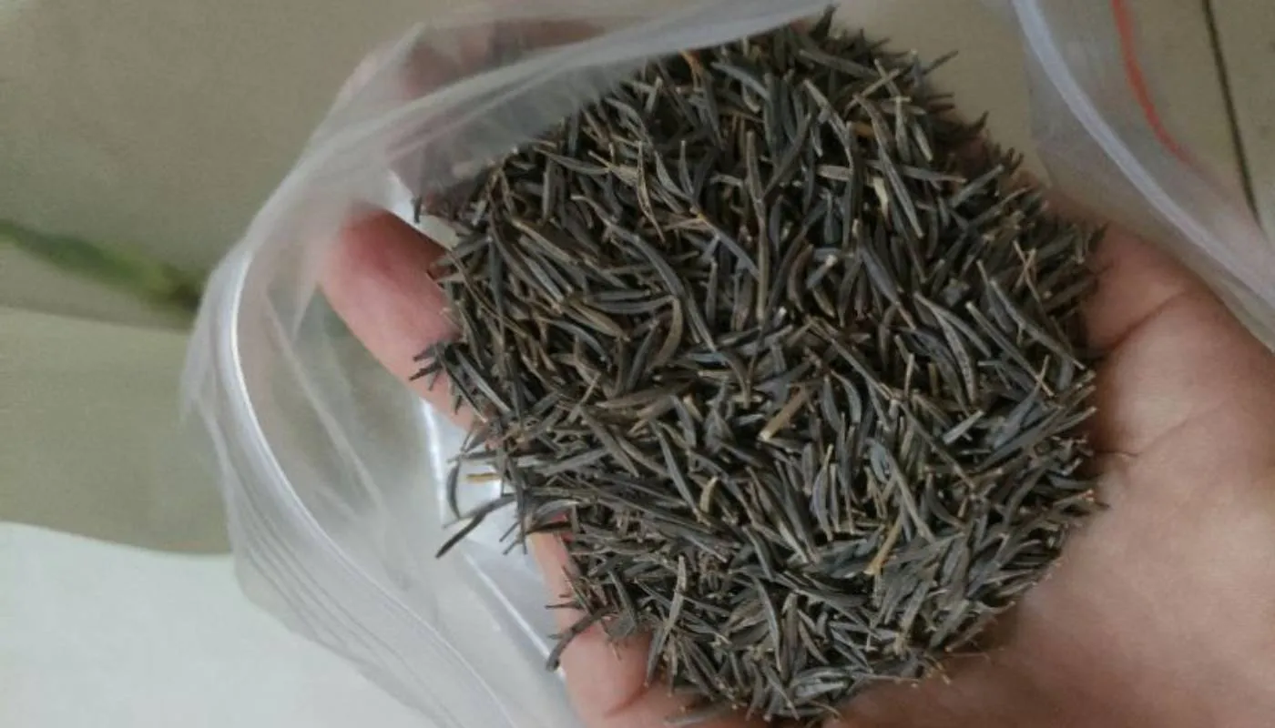 chọn giống lúa nước chất lượng cao và cách xử lý hạt giống