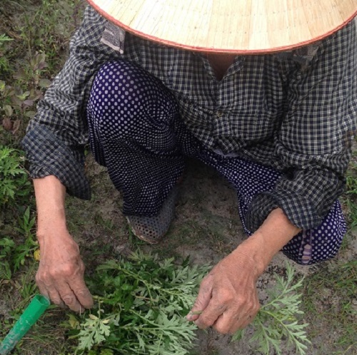 Cách Trồng Cây Ngải Cứu Bằng Cành Chuyên Sâu Đạt Năng Suất Cao