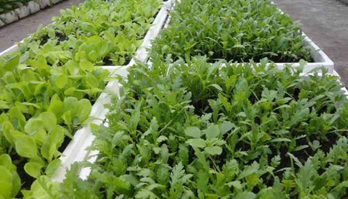 Cách Trồng Cây Cải Cúc Chuẩn Kỹ Thuật Cho Năng Suất Cao