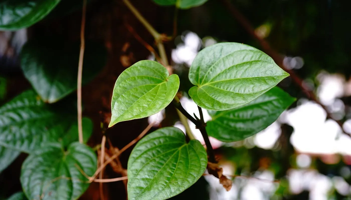 Chuẩn bị đất trồng lá lốt, yếu tố quan trọng để thực hiện cách trồng cây to