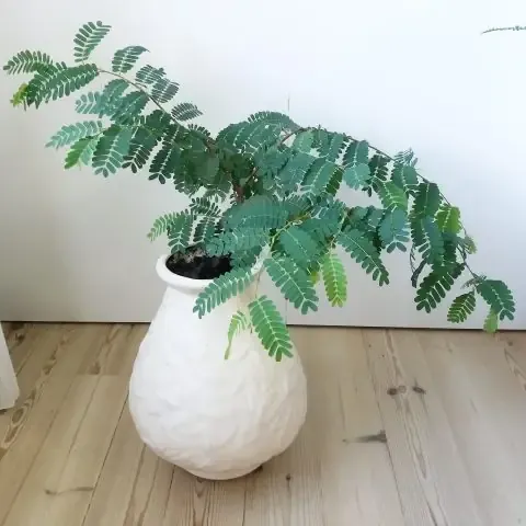 Chuẩn Bị Đất Trồng Tối Ưu Và Dụng Cụ Gieo Hạt