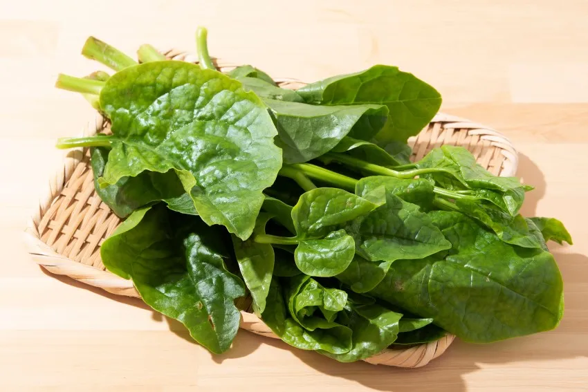 Chuẩn bị giá thể phù hợp cho lan dã hạc ra hoa bền lâu