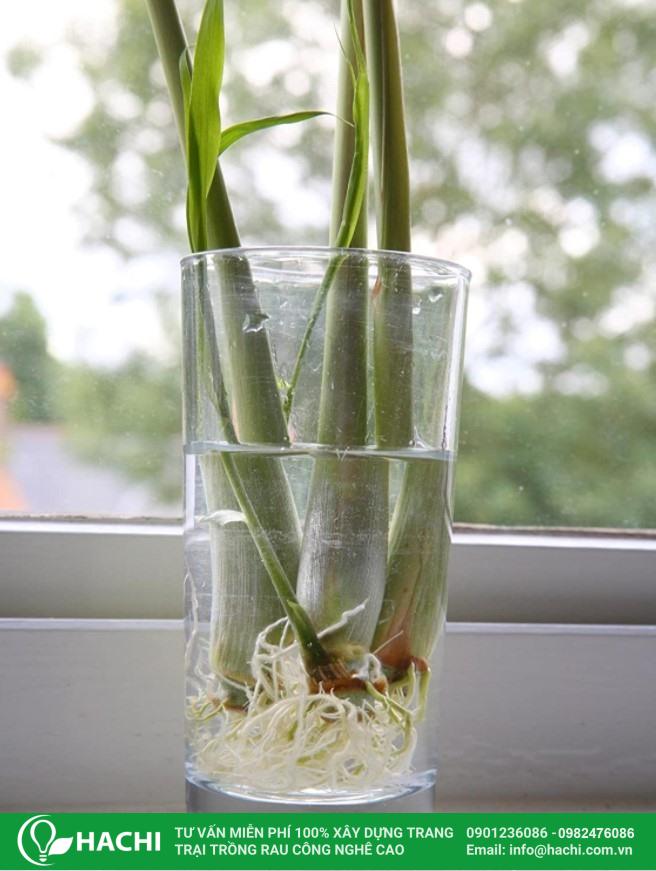 Cách Trồng Cây Sả Trong Nước Đơn Giản Tại Nhà