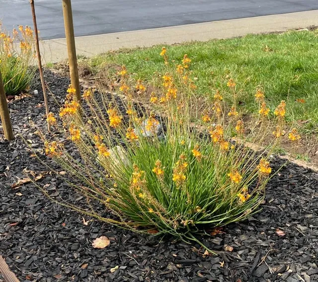 Chùm hoa cẩm tú cầu xanh lam rực rỡ dưới ánh nắng