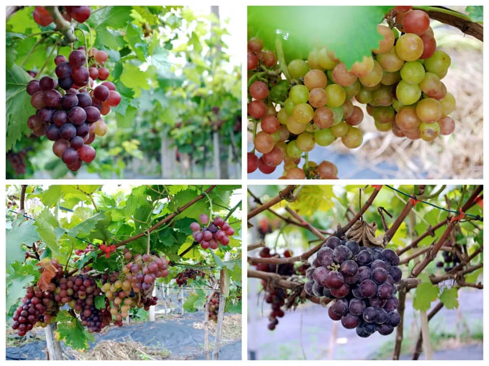 Chùm nho đang trong giai đoạn thu hoạch
