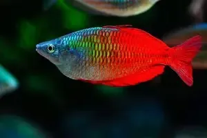 Chuyên gia Bonsai Ba Miền thực hiện kỹ thuật đánh bầu cây Lộc Vừng