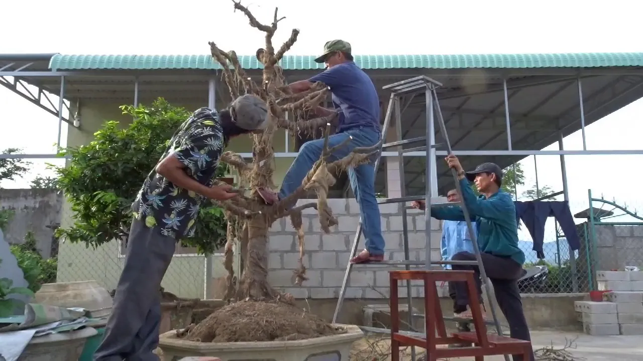 Chuyên gia đang kiểm tra bộ rễ để tìm ra nguyên nhân và cách chăm sóc cây mai bị suy