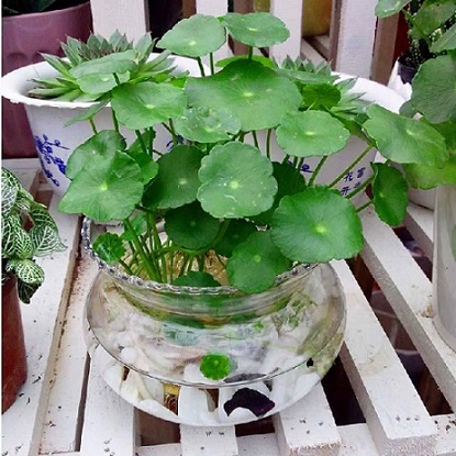 Cách Trồng Cây Cỏ Đồng Tiền Trong Nước Đạt Năng Suất Cao Nhất