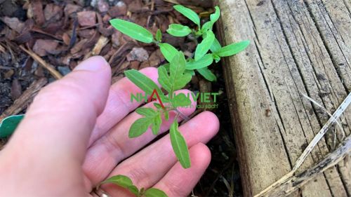 Cách Trồng Cây Cà Chua Từ Hạt Đạt Năng Suất Cao Ngay Tại Nhà