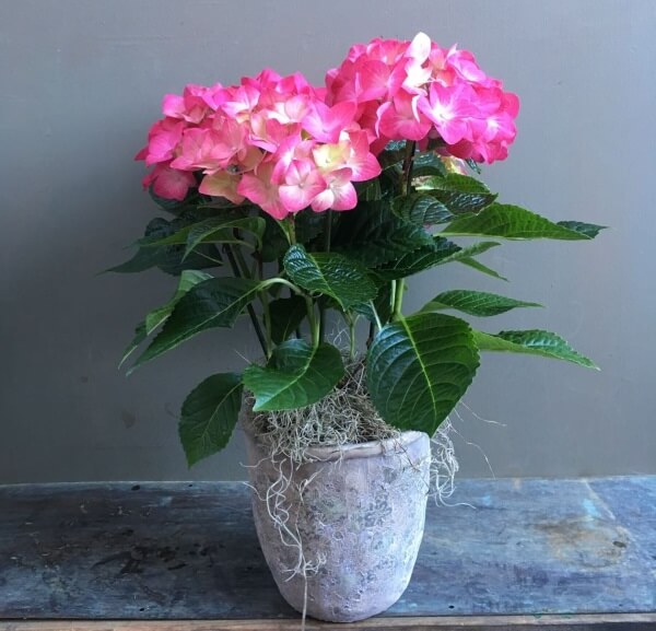 Có Nên Trồng Cây Cẩm Tú Cầu Trong Nhà: Phân Tích Lợi Ích Và Rủi Ro Chi Tiết