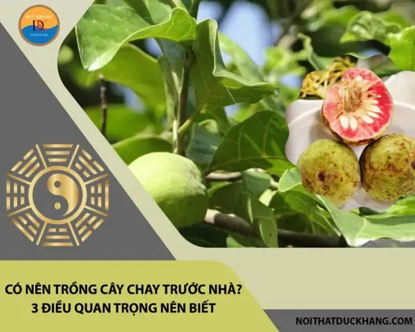 Có nên trồng cây đa trước nhà