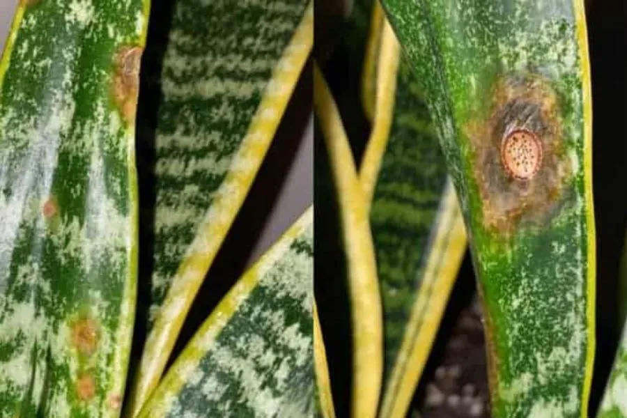 Côn trùng tấn công gây nên những đốm vàng trên lá cây lưỡi hổ