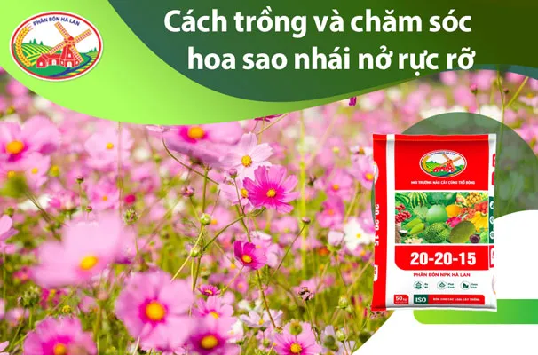 Củ giống Saffron chất lượng cần to, khỏe, không mầm bệnh