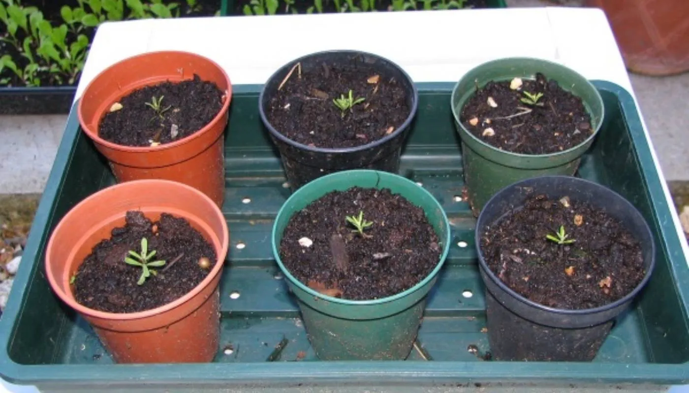 Củ thược dược đang được đặt nhẹ nhàng vào chậu để trồng