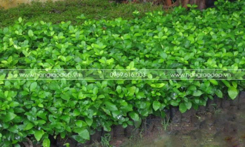 Đặc điểm cây ắc ó làm hàng rào dễ trồng và sinh trưởng tốt