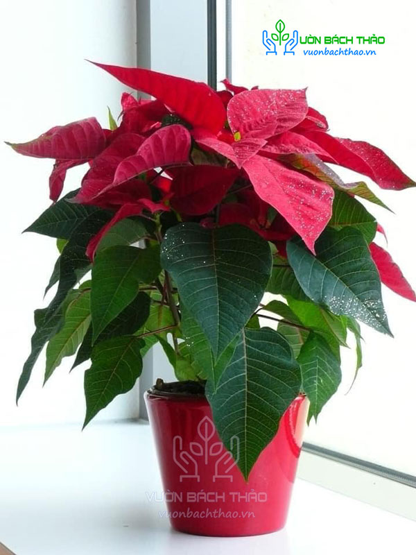 Kỹ Thuật Chuyên Sâu: Cách Trồng Cây Trạng Nguyên Ra Lá Đỏ Đồng Loạt Đạt Chuẩn
