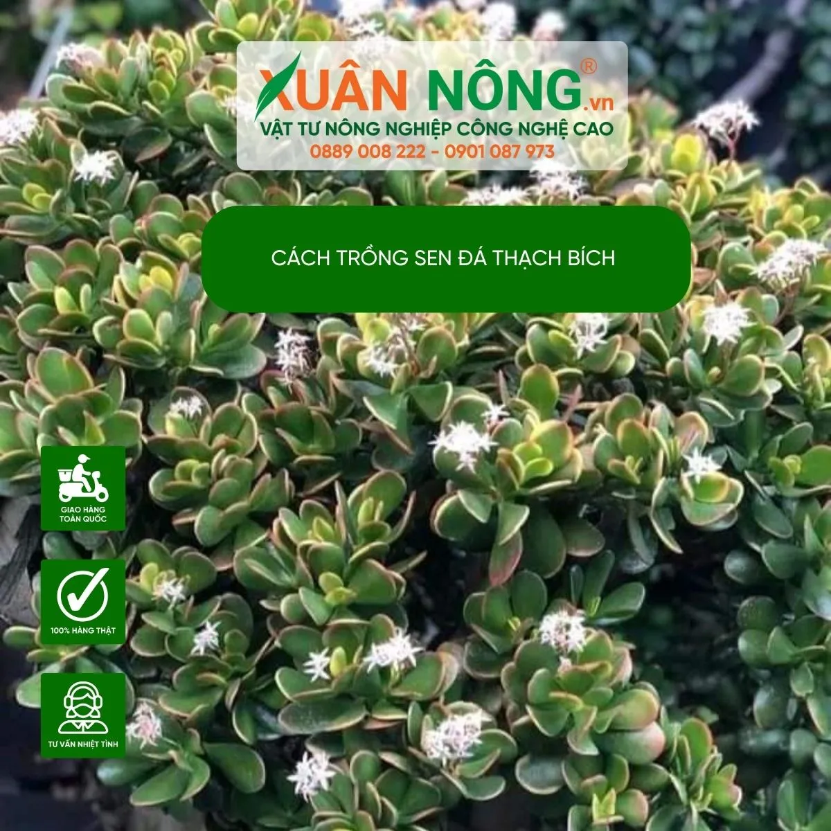 Đặc điểm của sen đá thạch bích, loại cây mọng nước có thể ra hoa