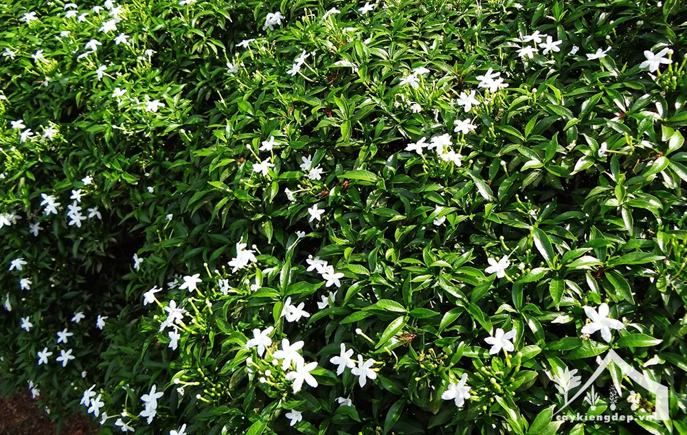 Đặc-điểm-hình-thái-mai-vạn-phúc