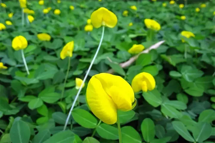 Đặc điểm sinh trưởng và phát triển của cỏ lạc