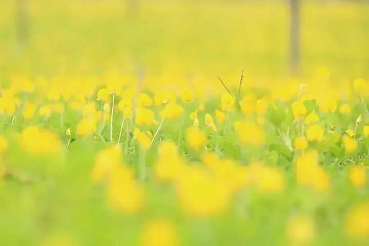 Đặc điểm và ứng dụng của cây cỏ lạc trong đời sống