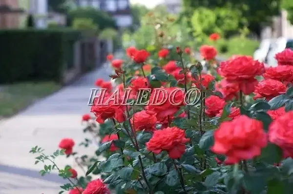 Đặc tính sinh trưởng của cây hoa hồng, bí quyết thành công khi trồng hoa hồng kinh doanh