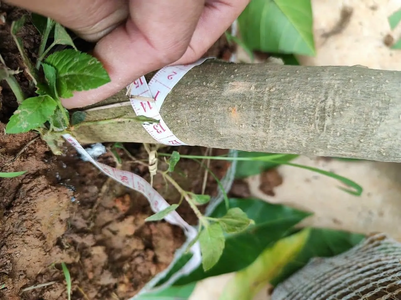 Đặc tính thân gỗ giúp cây dễ dàng nhân giống bằng phương pháp chiết cành hoặc giâm cành.