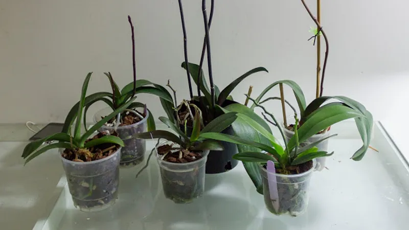 Đặt cây ở vị trí thuận lợi