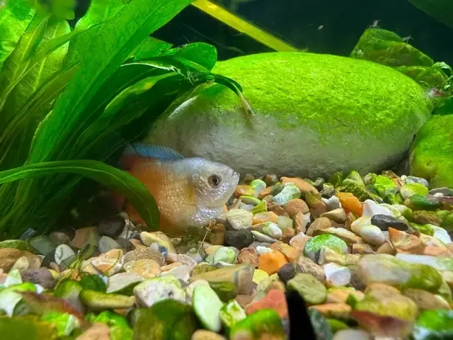 Đất đồi dốc nên trồng cây gì để chống xói mòn và giữ nước?