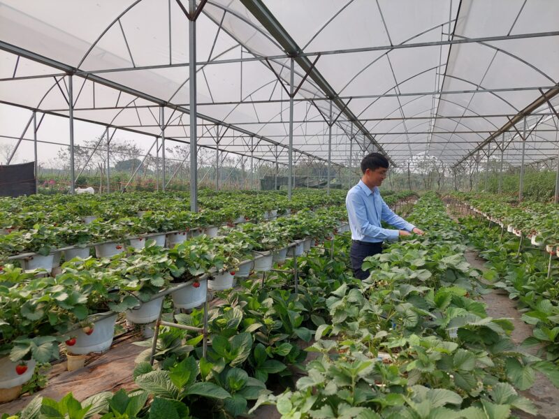 Cách Trồng Cây Ăn Quả Nhanh Lớn Đạt Năng Suất Cao