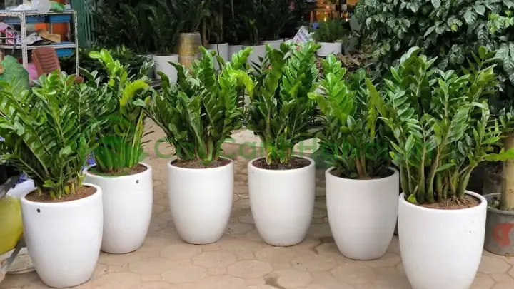 Định vị củ anh thảo trên miệng chậu thủy tinh