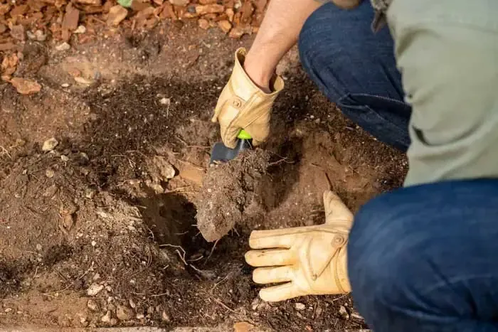 Đo đạc chính xác khoảng cách trồng hoa hồng giúp cây phát triển tối ưu