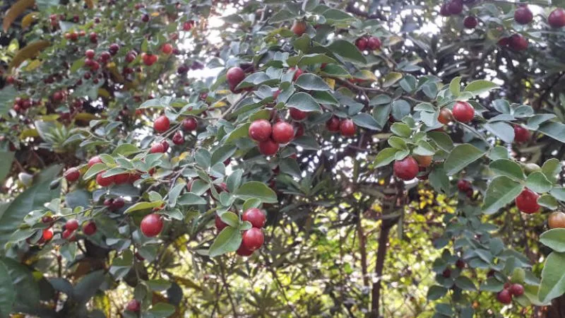 Đối với cây trồng để làm dược liệu