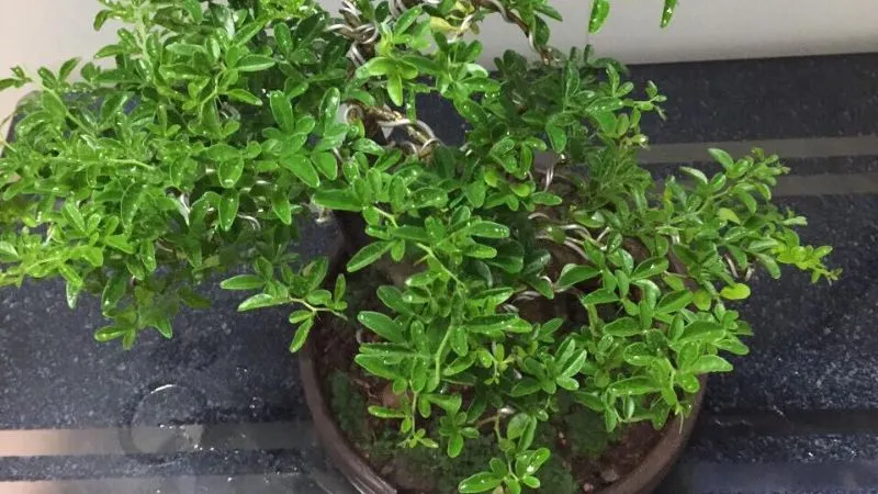 Đối với cây trồng để làm kiểng