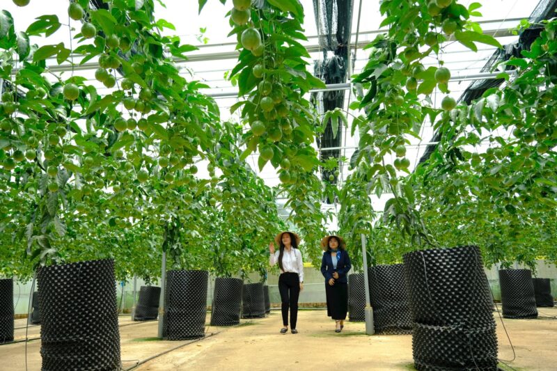 Cách Trồng Cây Cần Sa Trong Nhà: Hướng Dẫn Kỹ Thuật Trồng Và Chăm Sóc Chanh Dây Chuẩn Nhất