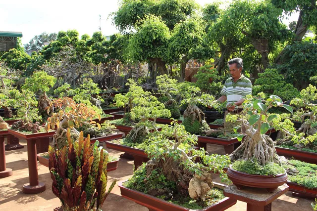 Dụng cụ cần thiết để trồng hoa Thạch Thảo bằng cành