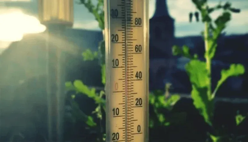 Duy trì nhiệt độ thích hợp cho các nhóm lan Dendrobium ưa lạnh