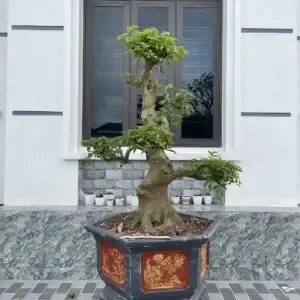 Giá thể trồng hoa hồng cần tơi xốp, thoát nước tốt