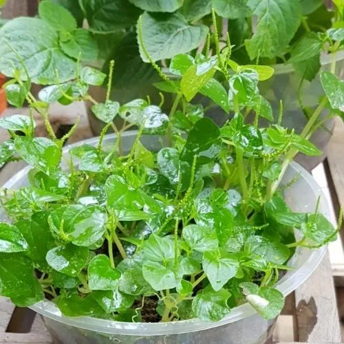 Giá trị dinh dưỡng và công dụng của rau càng cua