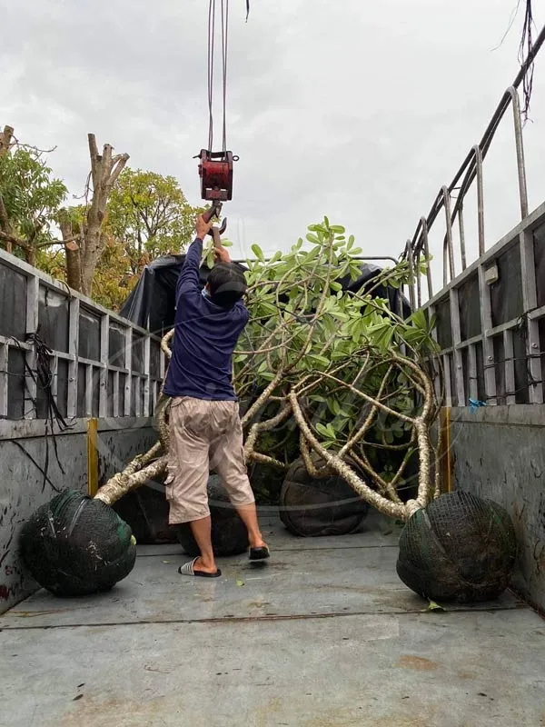 Giao hàng cây hoa sứ