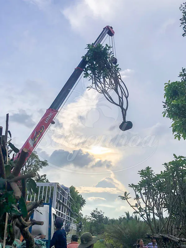 Giao trồng cây sứ đại